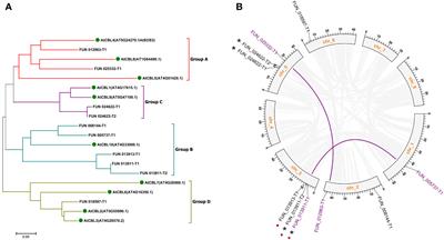 Functional identification of the calcineurin B-like protein PavCBL4 in modulating salt tolerance in sweet cherry